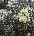 Chionanthus virginicus • زبان گنجشک زینتی