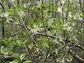 Chionanthus virginicus • زبان گنجشک زینتی