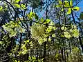 Chionanthus virginicus • زبان گنجشک زینتی