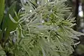 Chionanthus virginicus • زبان گنجشک زینتی