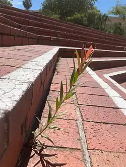 Callistemon viminalis • شیشه‌شور مجنون