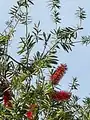 Callistemon viminalis • شیشه‌شور مجنون