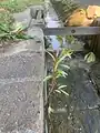 Callistemon viminalis • شیشه‌شور مجنون