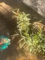 Callistemon viminalis • شیشه‌شور مجنون