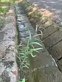 Callistemon viminalis • شیشه‌شور مجنون