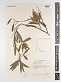 Callistemon salignus • شیشه شور برگ بیدی