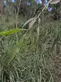 Callistemon salignus • شیشه شور برگ بیدی