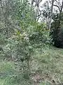 Callistemon salignus • شیشه شور برگ بیدی