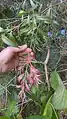 Callistemon salignus • شیشه شور برگ بیدی