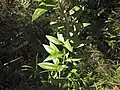 Callistemon salignus • شیشه شور برگ بیدی