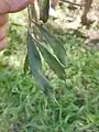 Callistemon salignus • شیشه شور برگ بیدی