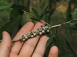 Callistemon salignus • شیشه شور برگ بیدی