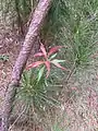Callistemon salignus • شیشه شور برگ بیدی