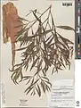 Callistemon salignus • شیشه شور برگ بیدی
