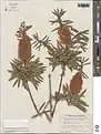 Callistemon salignus • شیشه شور برگ بیدی