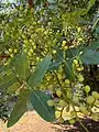 Pistacia atlantica • بنه کابلی