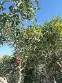 Pistacia atlantica • بنه کابلی