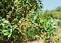 Pistacia atlantica • بنه کابلی