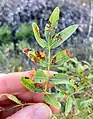 Pistacia atlantica • بنه کابلی