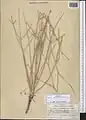 Lomatopodium staurophyllum • پاپهن (گونه)