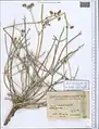 Lomatopodium staurophyllum • پاپهن (گونه)