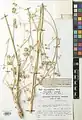 Lomatopodium staurophyllum • پاپهن (گونه)