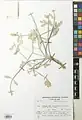 Lomatopodium staurophyllum • پاپهن (گونه)
