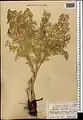 Ferula orientalis • کمای شرقی