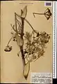 Ferula orientalis • کمای شرقی