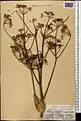 Ferula orientalis • کمای شرقی