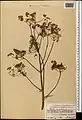 Ferula orientalis • کمای شرقی