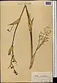 Ferula orientalis • کمای شرقی