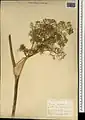 Ferula orientalis • کمای شرقی