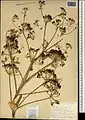 Ferula orientalis • کمای شرقی