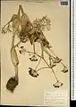 Ferula orientalis • کمای شرقی