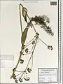 Ferula orientalis • کمای شرقی