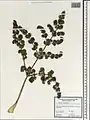 Ferula orientalis • کمای شرقی