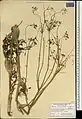 Ferula haussknechtii • انگیون