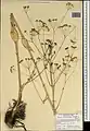 Ferula haussknechtii • انگیون