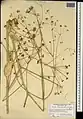 Ferula haussknechtii • انگیون