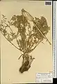Ferula haussknechtii • انگیون
