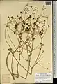 Ferula haussknechtii • انگیون