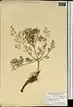 Ferula haussknechtii • انگیون