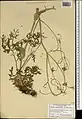 Ferula haussknechtii • انگیون