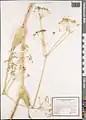 Ferula haussknechtii • انگیون