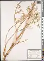 Ferula haussknechtii • انگیون