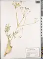 Ferula haussknechtii • انگیون