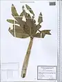 Ferula diversivittata • کمای معطر