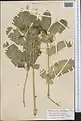 Ferula diversivittata • کمای معطر