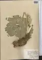 Ferula diversivittata • کمای معطر